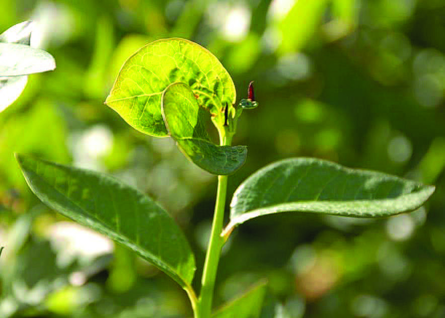 Aquí se muestra una hoja deformada como resultado de la alimentación de la larva de la mosquita de la agalla del arándano durante su periodo de desarrollo.